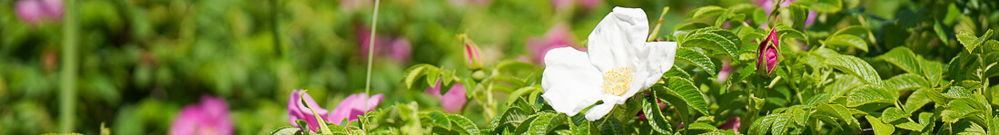 Eine weiße Blüte inmitten von Hagebuttensträuchern