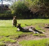 Auch die Kängurus genießen die Sonne