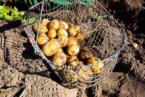 Frisch geerntete Kartoffeln liegen in einem Sammelkorb auf dem Feld