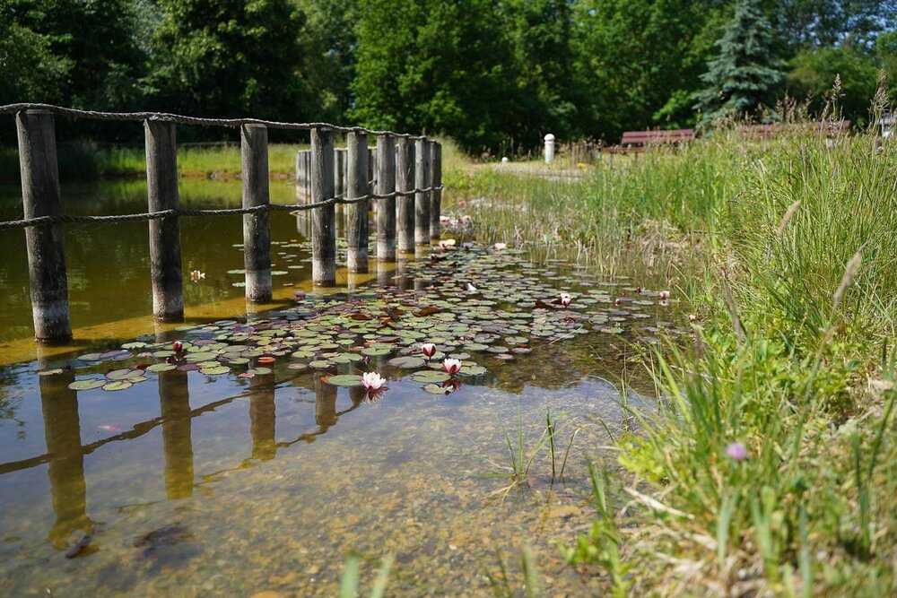 Fische im Teich des Nikolaiheim Gützkow