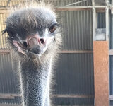 Ferien bei Kamel, Lama und Strauß