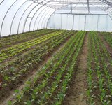 Einblicke in die Biolandgärtnerei