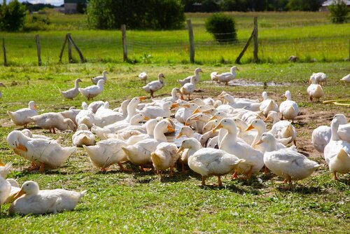 Viele Gänse stehen auf einem Feld zusammen