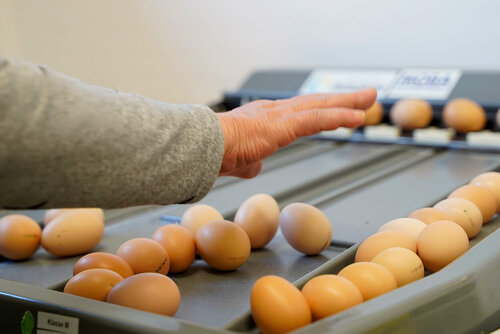 Eine Hand sortiert Eier in der Eierpackstation nach unterschiedlichen Größen