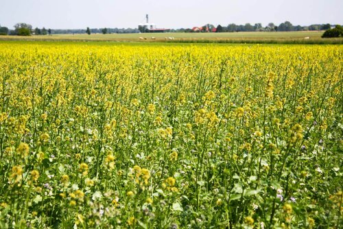 Ein Feld voller blühender Pflanzen auf unserem Bio-Bauernhof
