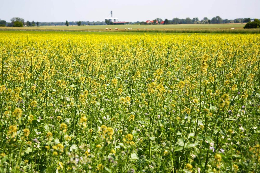 Ein Feld voller blühender Pflanzen auf unserem Bio-Bauernhof