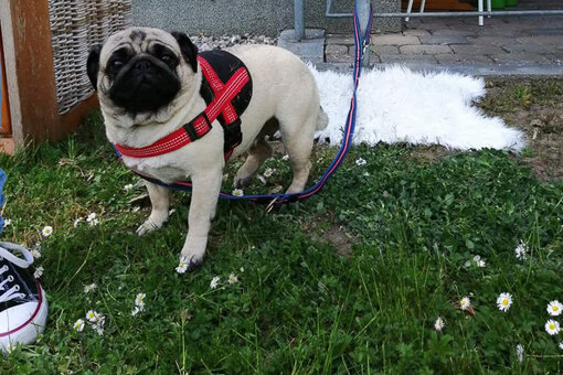 Ein Mops auf einer Wiese