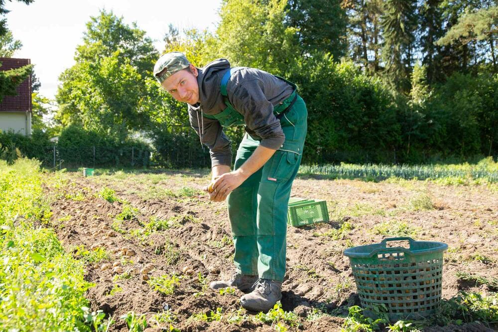 Eine Mitarbeiterin erntet Kartoffeln auf einem Feld