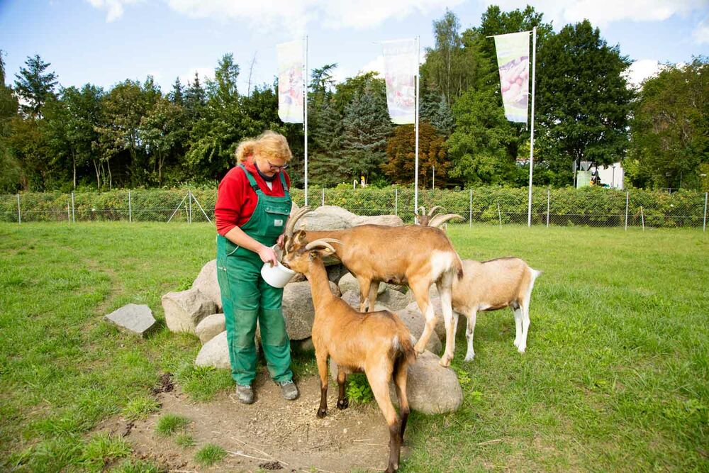 Eine Frau in Arbeitskleidung füttert die Ziegen mit einem Futtereimer