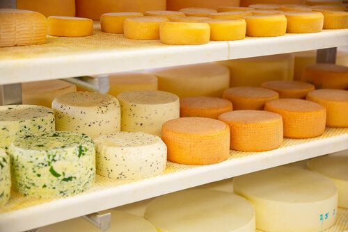 Frische Käselaibe aus Schnittkäse und Weichkäse liegen zum Trocknen in einem Regal