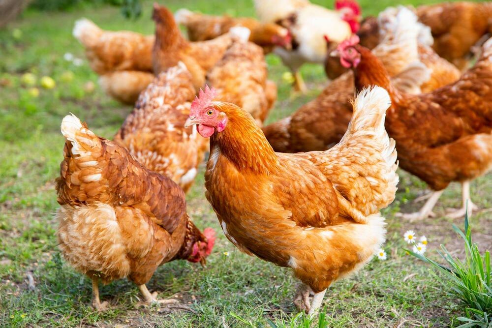 Mehrere Hühner stehen auf einem Feld und picken am Boden