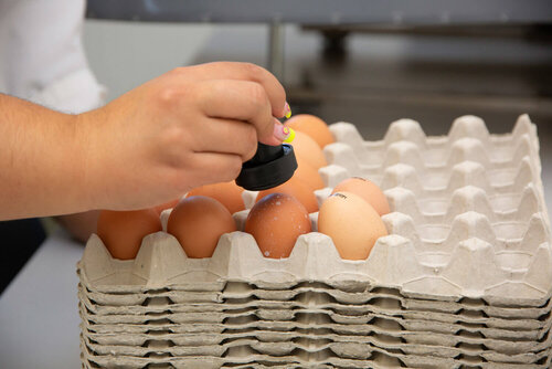 Frische Eier werden von Hand gestempelt