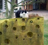 Die polyglotte Katze