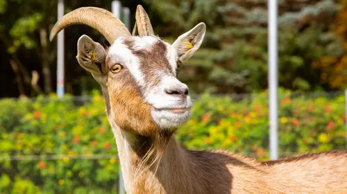 Der Kopf einer großen Ziege