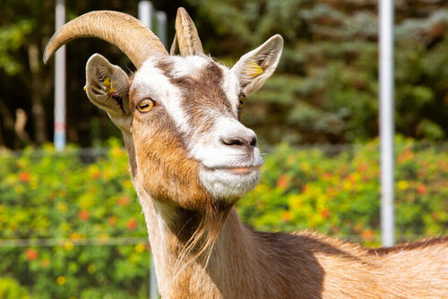 Der Kopf einer großen Ziege