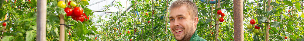 Ein Mann steht in einem Gewächshaus zwischen großen Tomatenfeldern