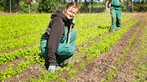 Eine Frau in Arbeitskleidung und mit einem Arbeitsgerät kniet auf einem Feld zwischen den Pflanzen