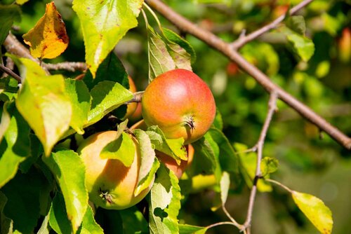 Zwei Äpfel hängen an einem Apfelbaum unter Blättern
