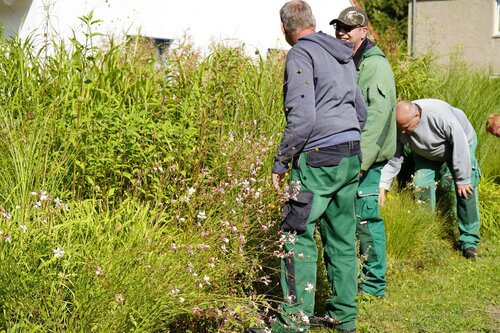 Drei Männer in Arbeitskleidung entfernen Müll und Wildwuchs aus einem Gebüsch