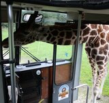 Die Giraffe im Bus und die Autobahnpolizei