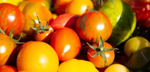Viele frische Tomaten in unterschiedlichen Größen liegen übereinander
